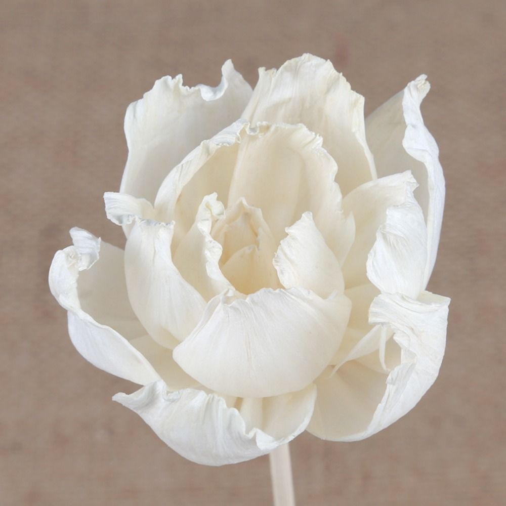 Multipurpose 5cm Natural Handm - Home Fragrance Diffuser Sticks review and price
